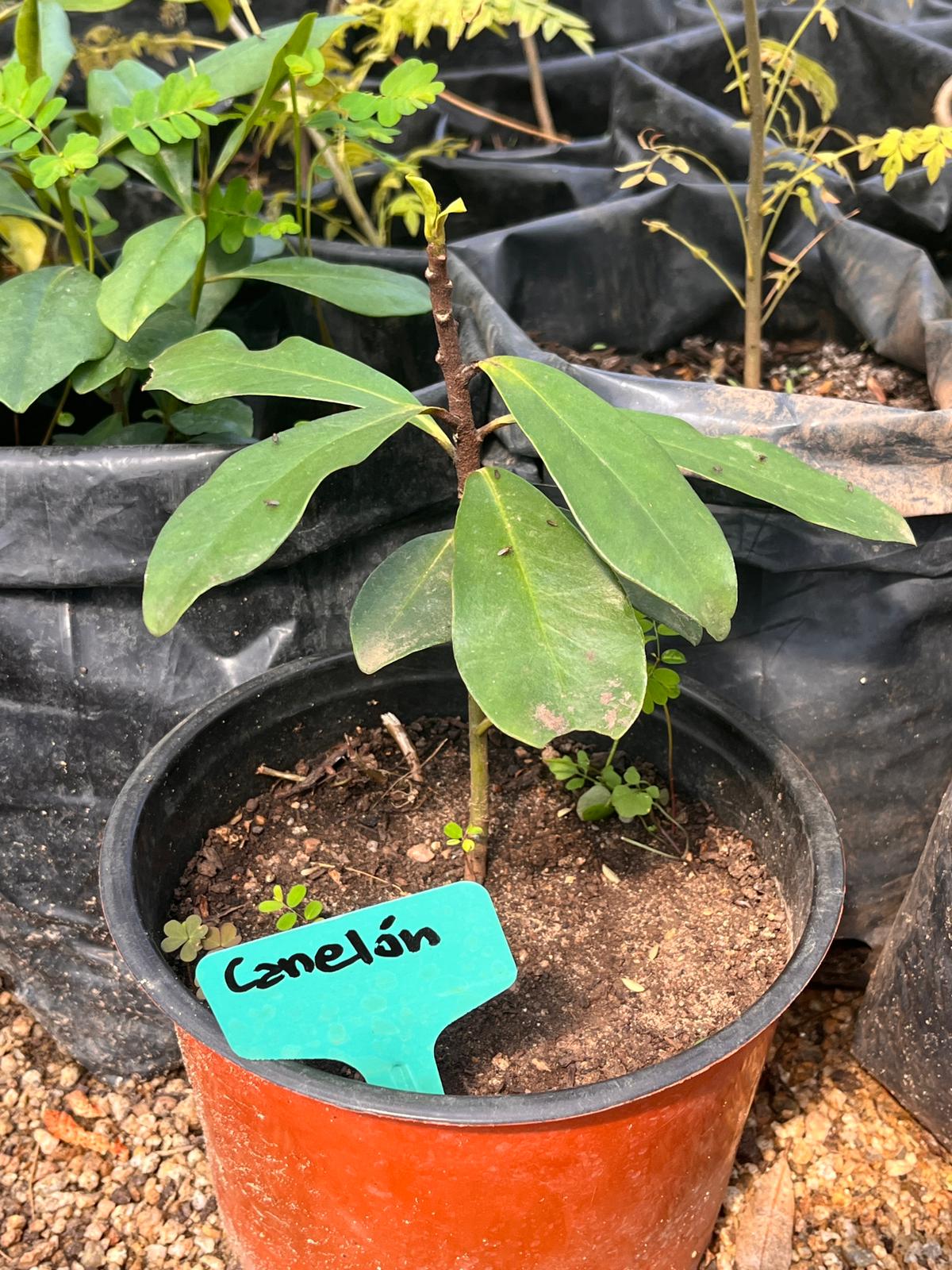 vivero