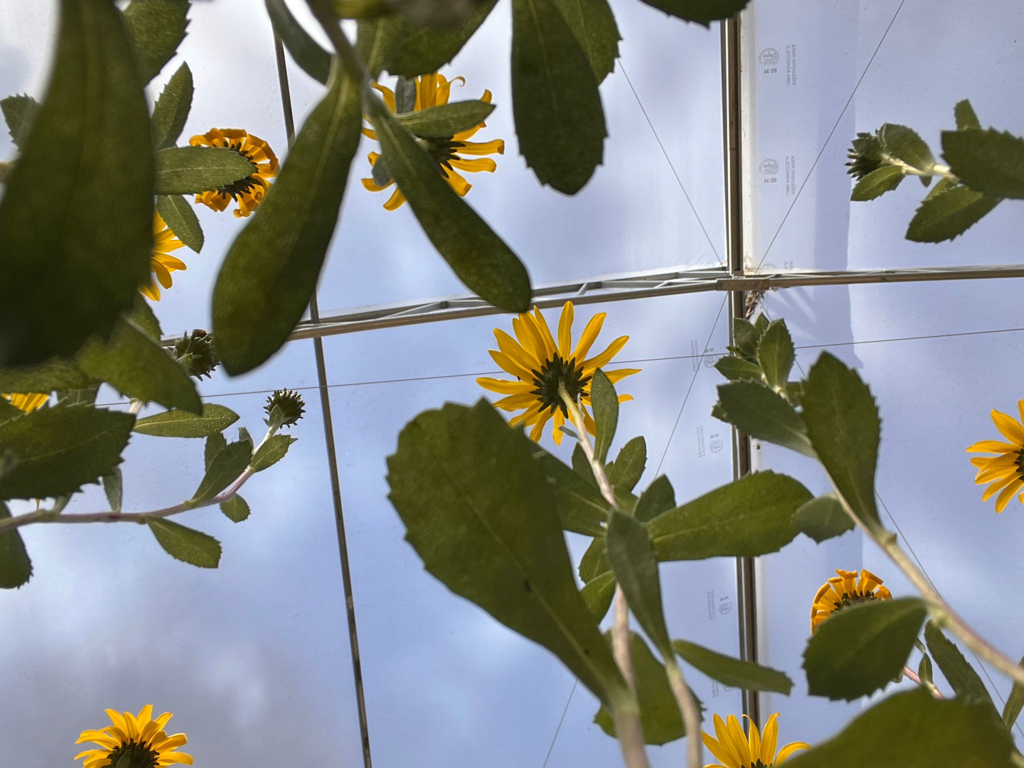 vivero