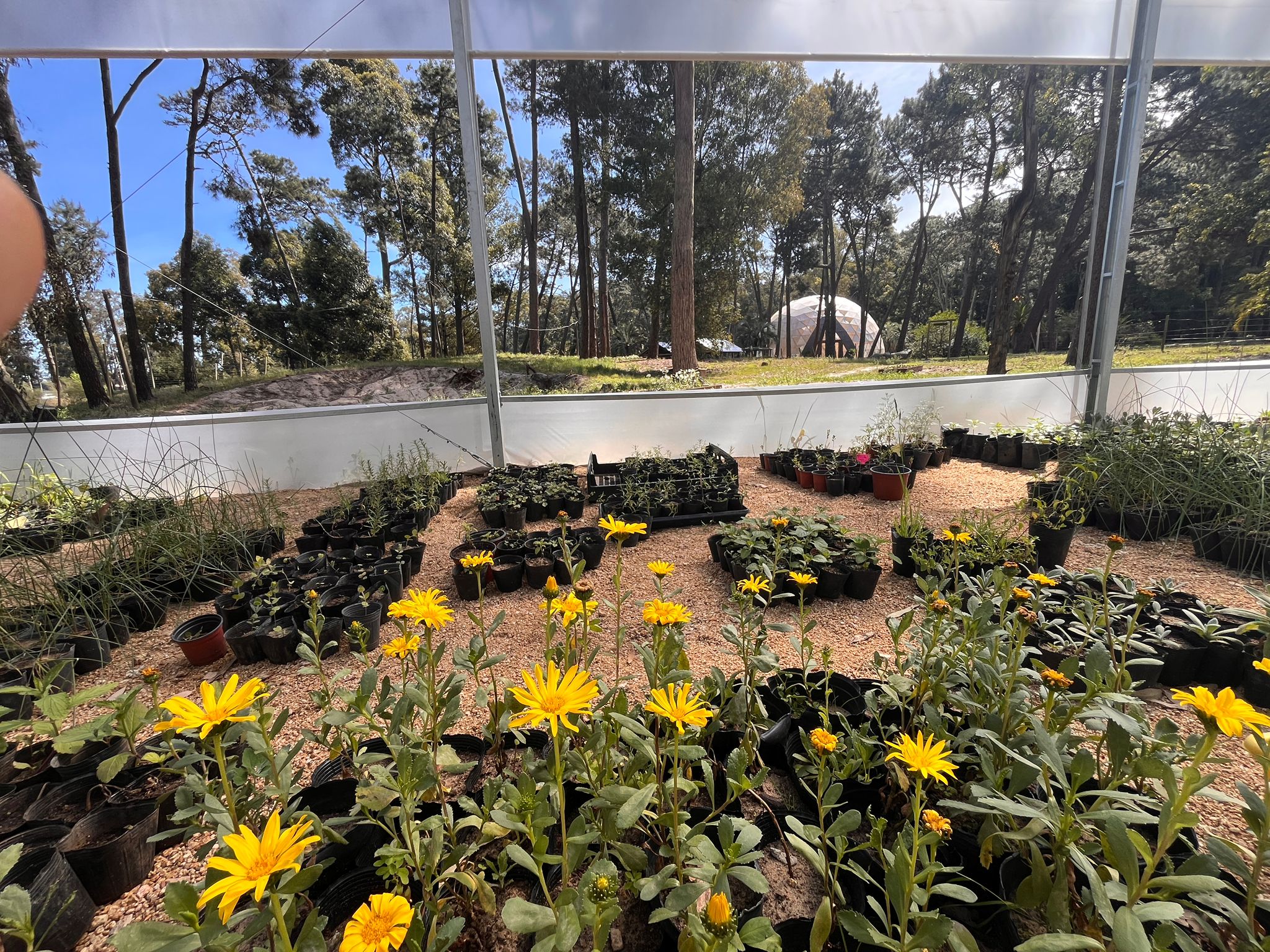 vivero