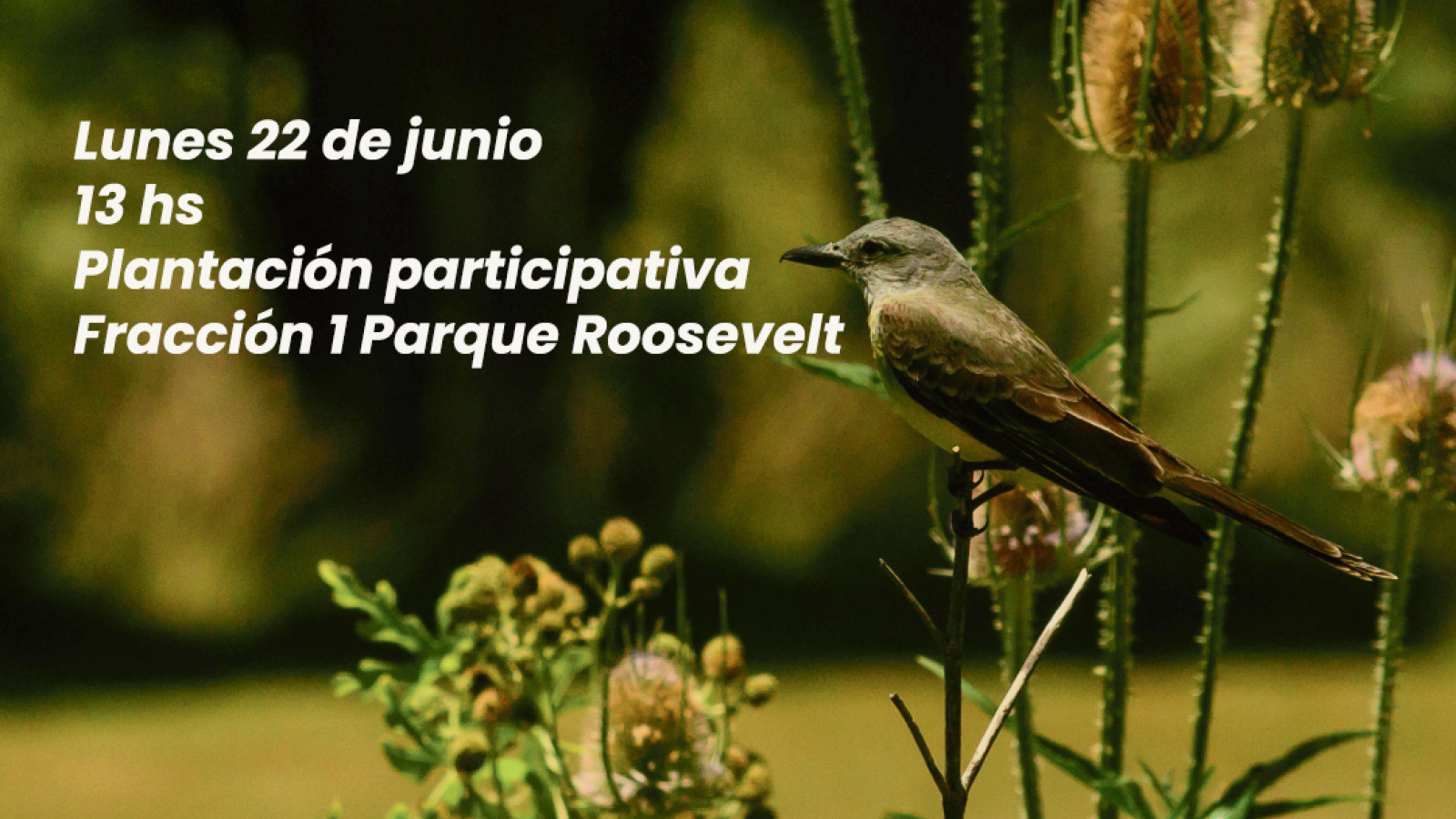 plantacion ambiente 