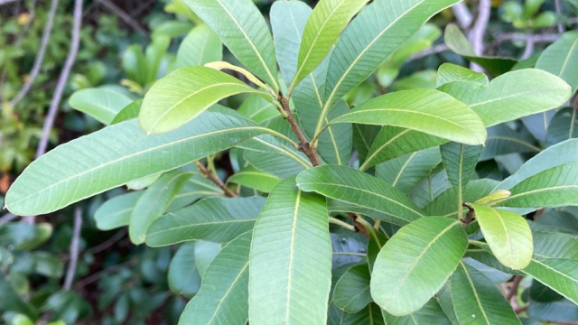 Aruera (Lithraea brasiliensis)