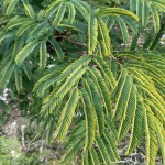 Angico (Parapiptadenia rigida)