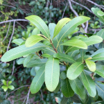 Aruera (Lithraea brasiliensis)