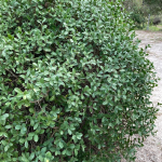 Envira (Daphnopsis racemosa)