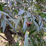 Palo Jabón (Quillaja brasiliensis)
