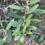 Palo de Fierro (Myrrhinium loranthoides)