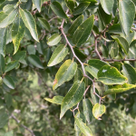 Tala (Celtis tala)