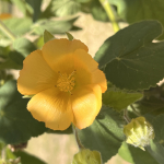 abutilon grandifolim